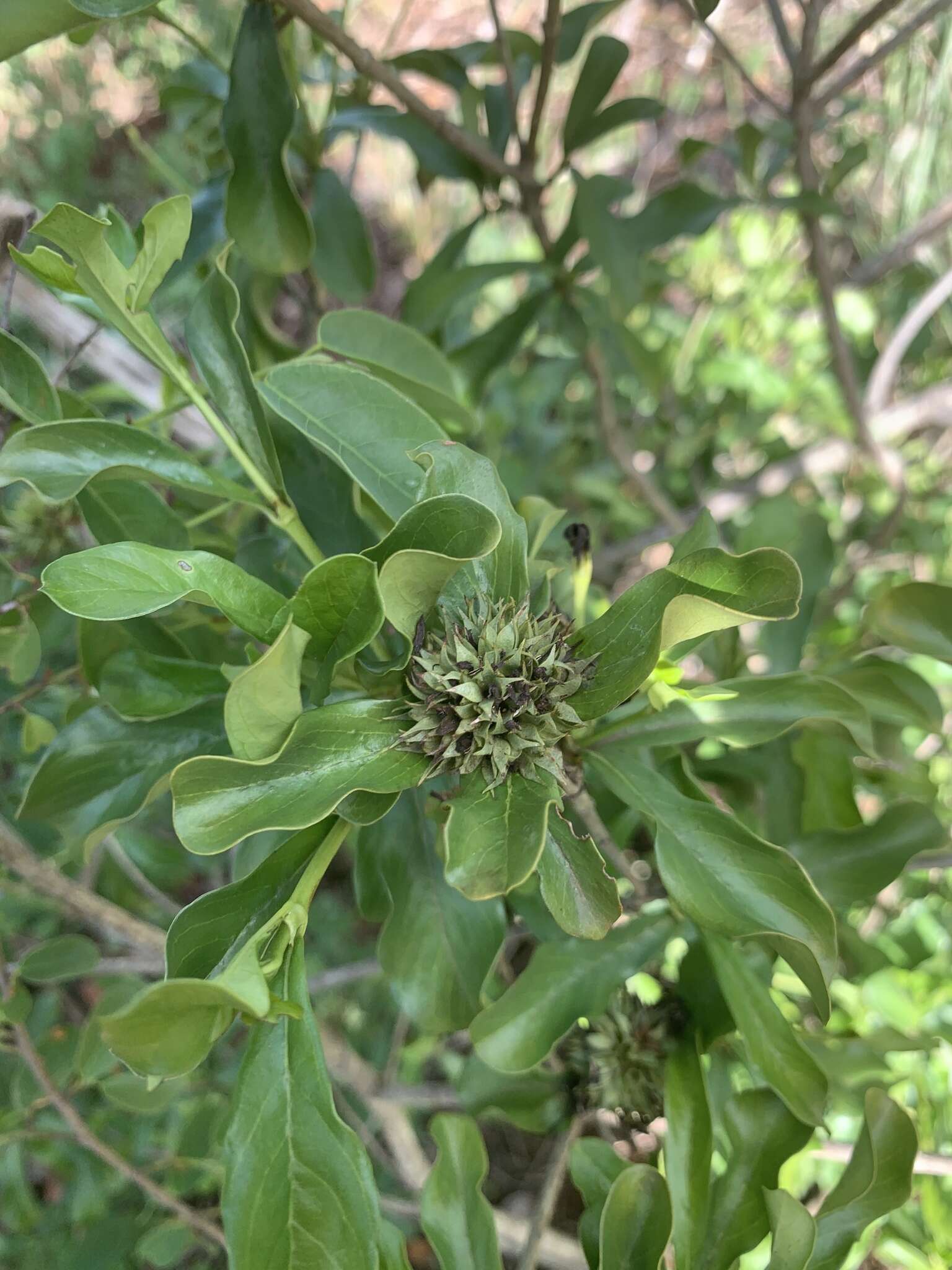 Image de Pavetta catophylla K. Schum.