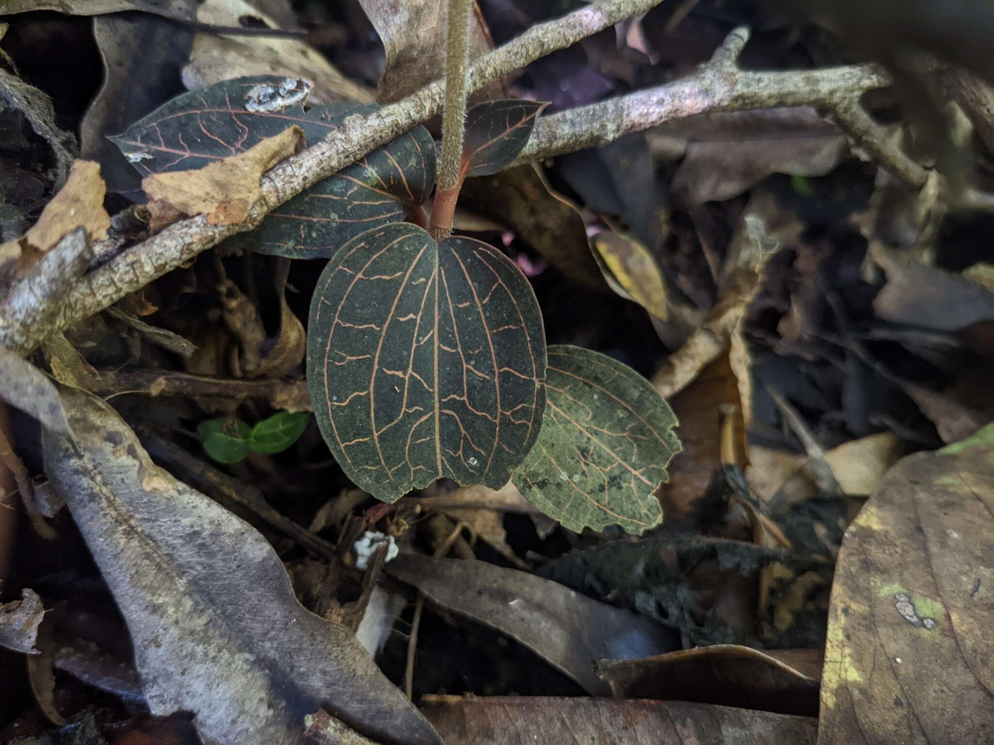 Image de Anoectochilus elatus Lindl.