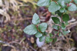 Image of Nothofagus nitida (Phil.) Krasser