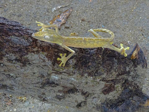 Image of Lined Flat-tail Gecko