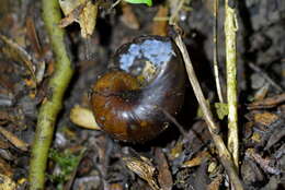 Image of New Zealand microsnails