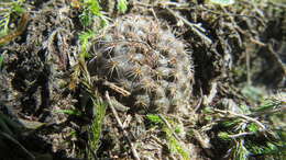 Image of Frailea pumila (Lem.) Britton & Rose