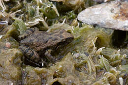 Image of Northern Flinders Ranges froglet