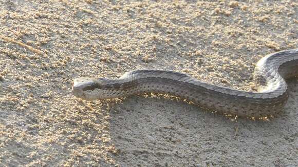 Incaspis tachymenoides (Schmidt & Walker 1943) resmi