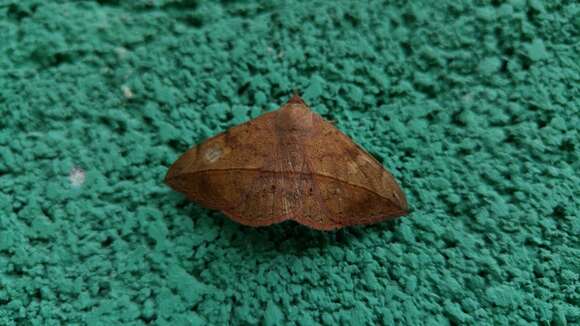 Image of Velvetbean Caterpillar Moth