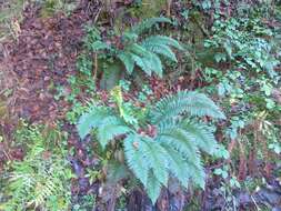 Imagem de Polystichum aculeatum (L.) Roth