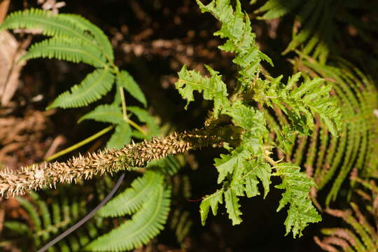 صورة Cyanea solanacea Hillebr.