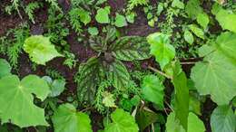 Image of Gloxinia erinoides (DC.) Roalson & Boggan