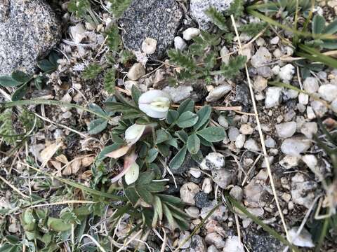 Image of Trifolium eximium DC.