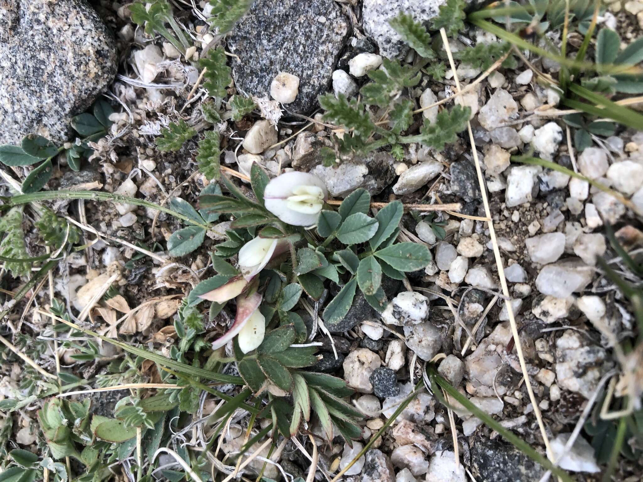 Слика од Trifolium eximium DC.