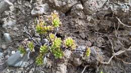 Image of Aeonium sedifolium (Webb ex Bolle) J. Pitard & L. Proust