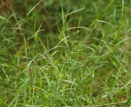 Imagem de Ehrharta juncea (R. Br.) Spreng.