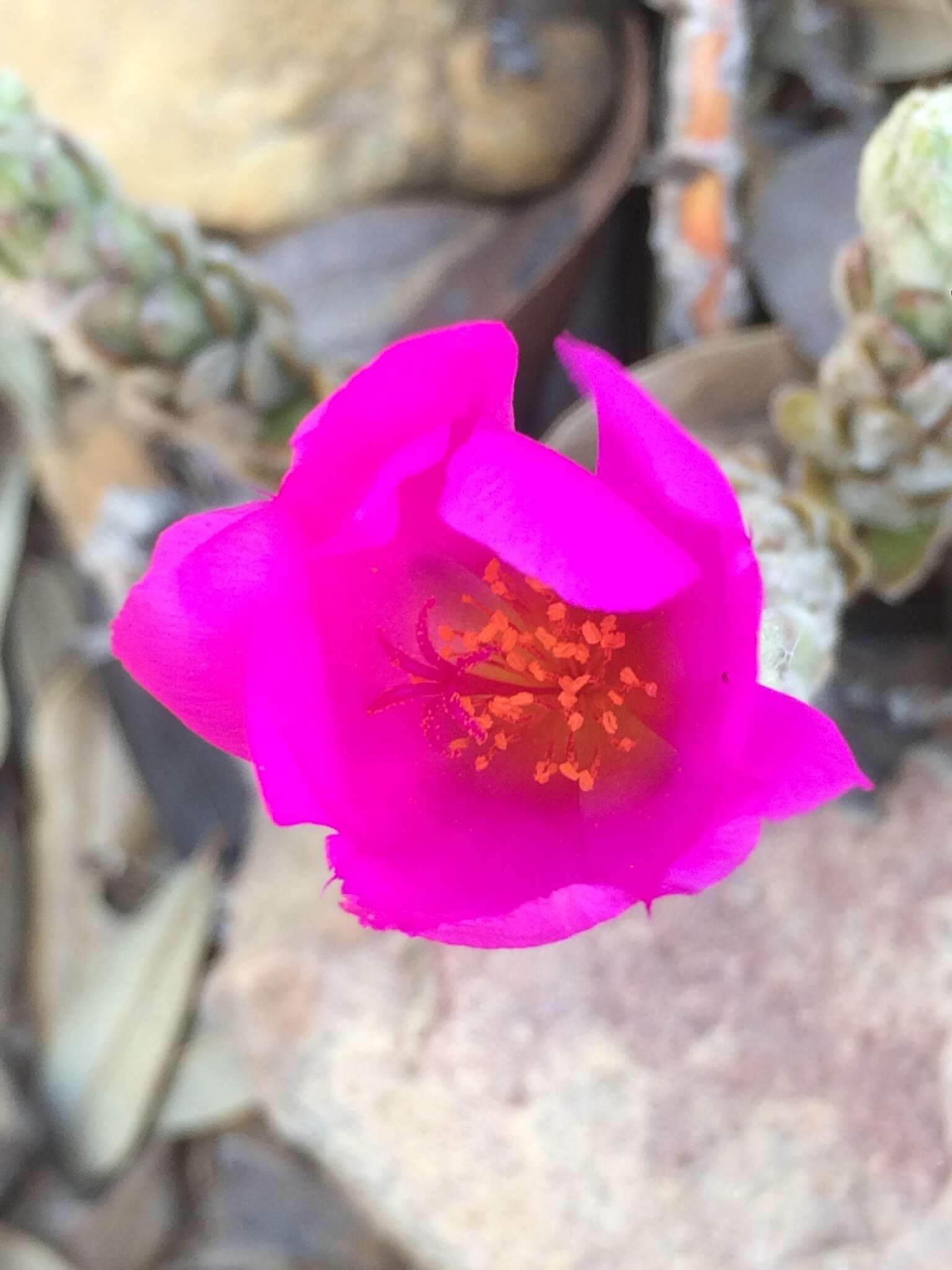 Image of Portulaca giuliettiae T. Vieira & A. A. Coelho