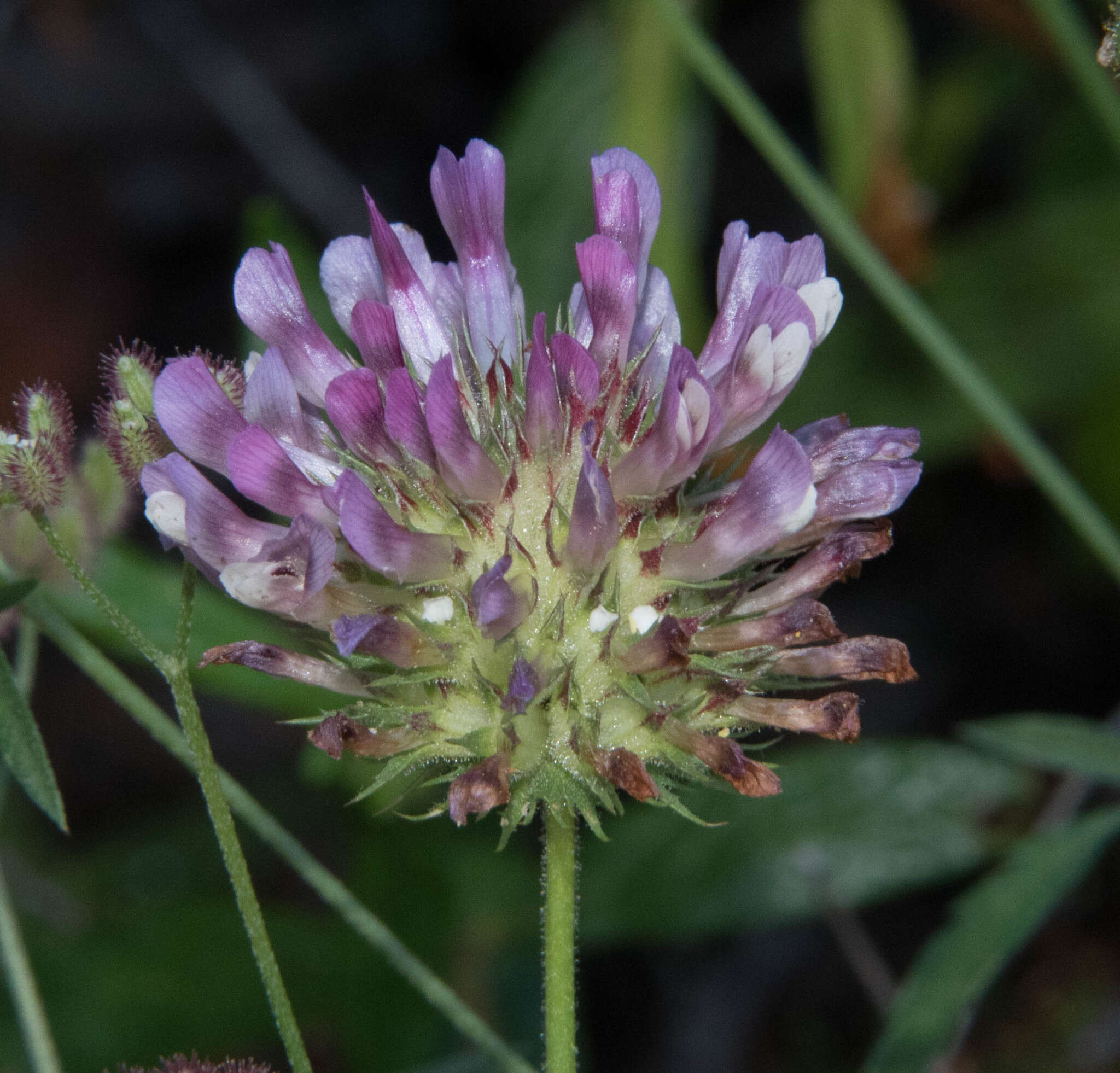 Image of clammy clover