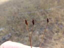 Image of Bolander's Spike-Rush