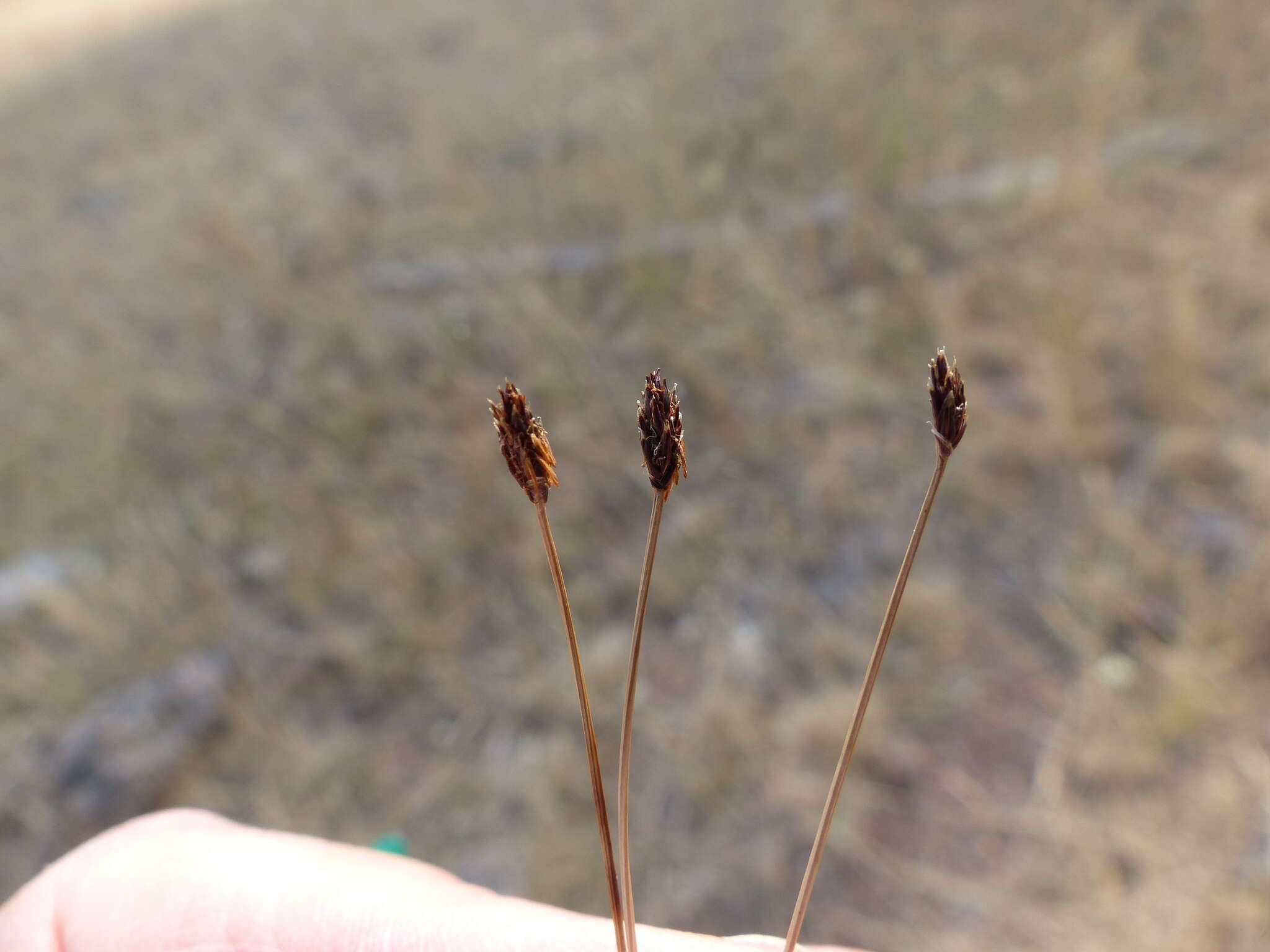 Image of Bolander's Spike-Rush