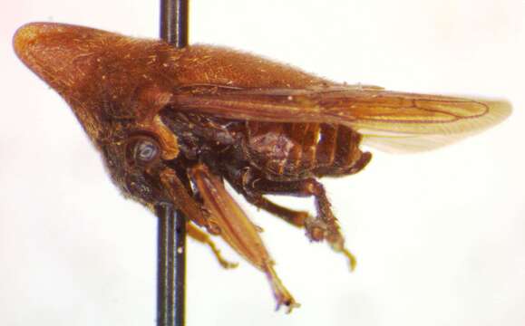 Image of Guayaquila obesa Dietrich