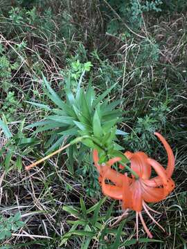 Image of Tiger lily