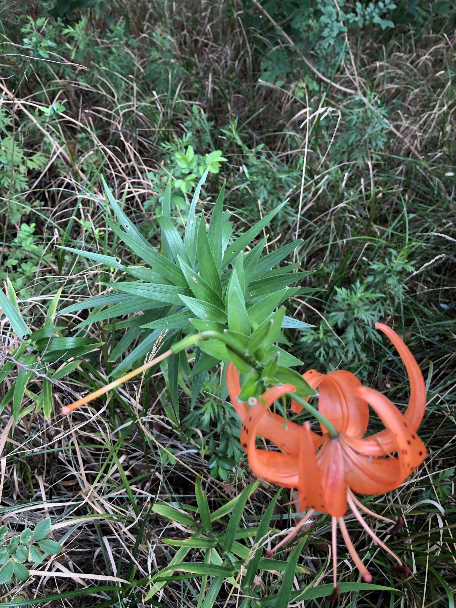 Image of Tiger lily