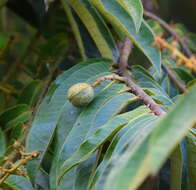 Image de Virola surinamensis (Rolander) Warb.