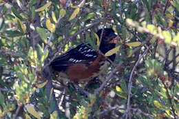 Sivun Pipilo maculatus megalonyx Baird & SF 1858 kuva