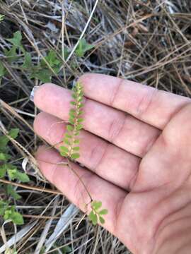 Слика од Phyllanthus pentaphyllus C. Wright ex Griseb.