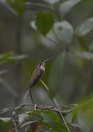 Phaethornis superciliosus (Linnaeus 1766) resmi