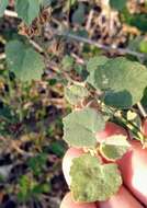 Image of Berlandier's Indian mallow