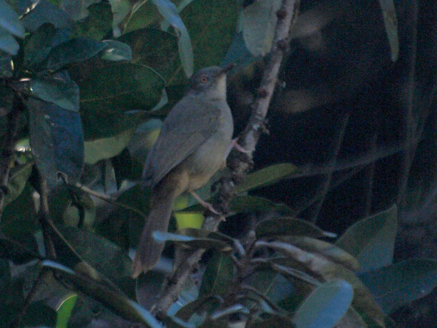 Image of Grey-olive Bulbul