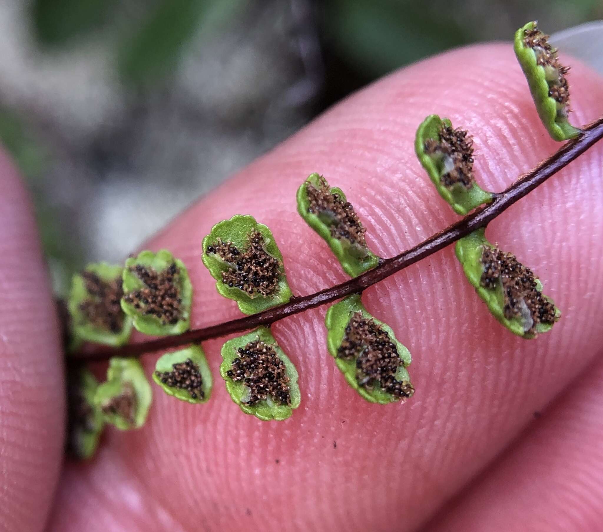 Image of dense spleenwort