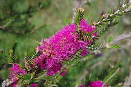 Image de Melaleuca wilsonii F. Müll.