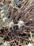 Imagem de Eryngium vaseyi Coult. & N. E. Rose