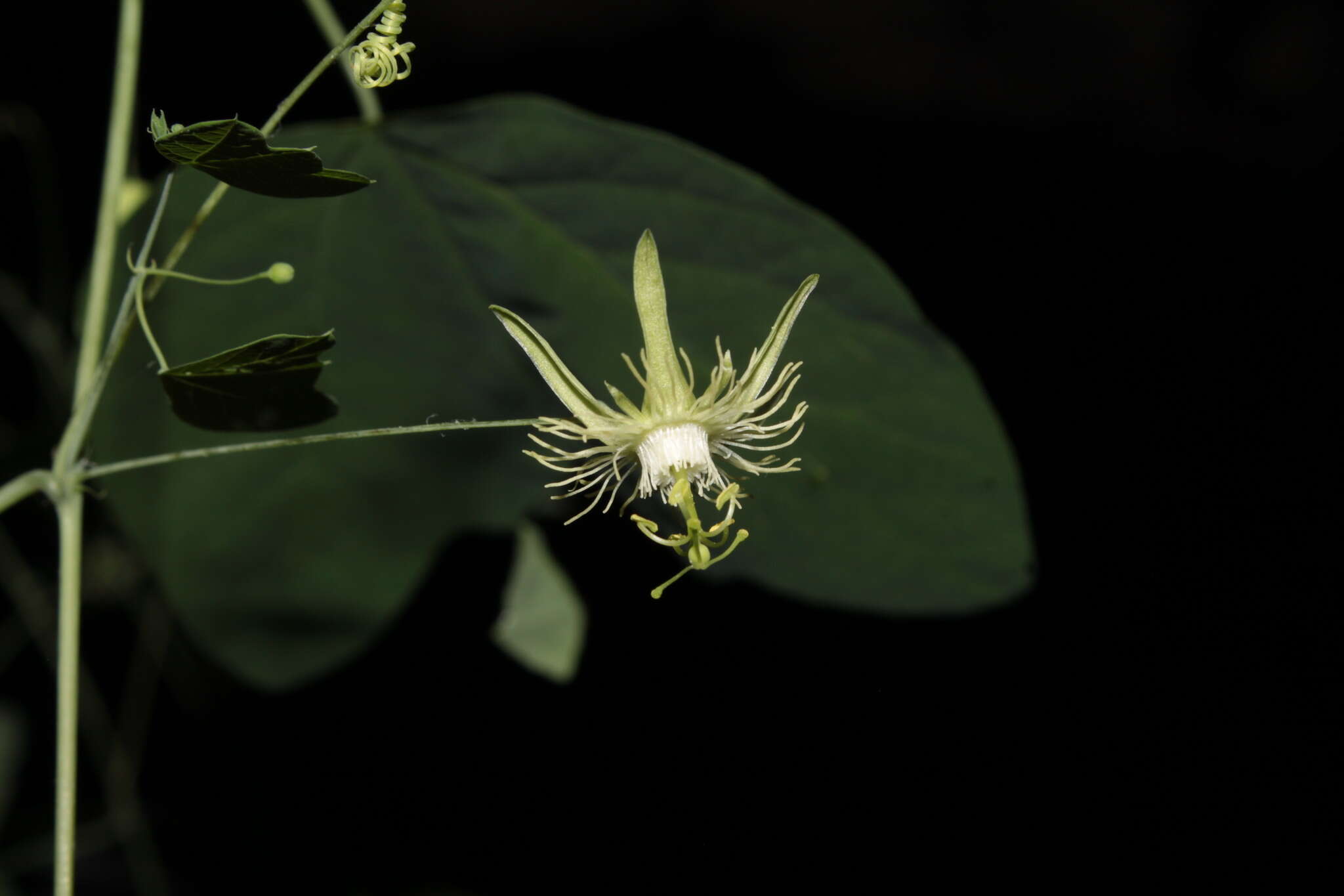 Passiflora filipes Benth.的圖片