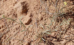 Image of straight bladderpod