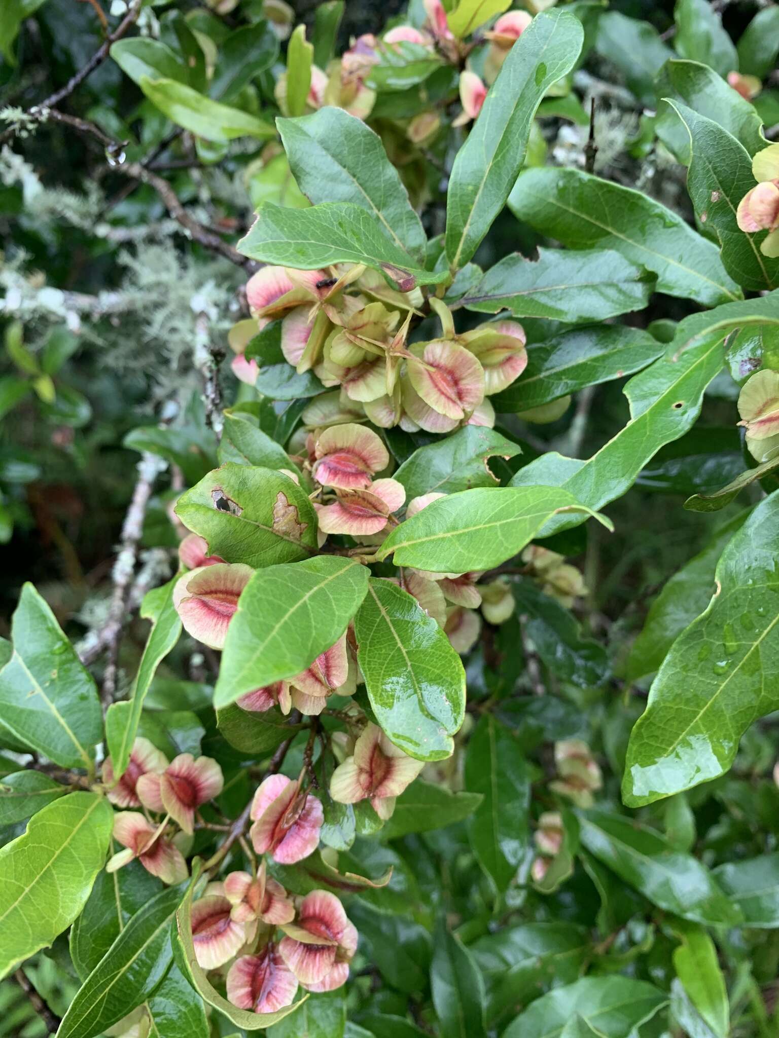 Image de Combretum kraussii Hochst.