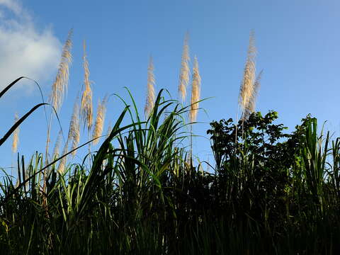 Image of wildcane