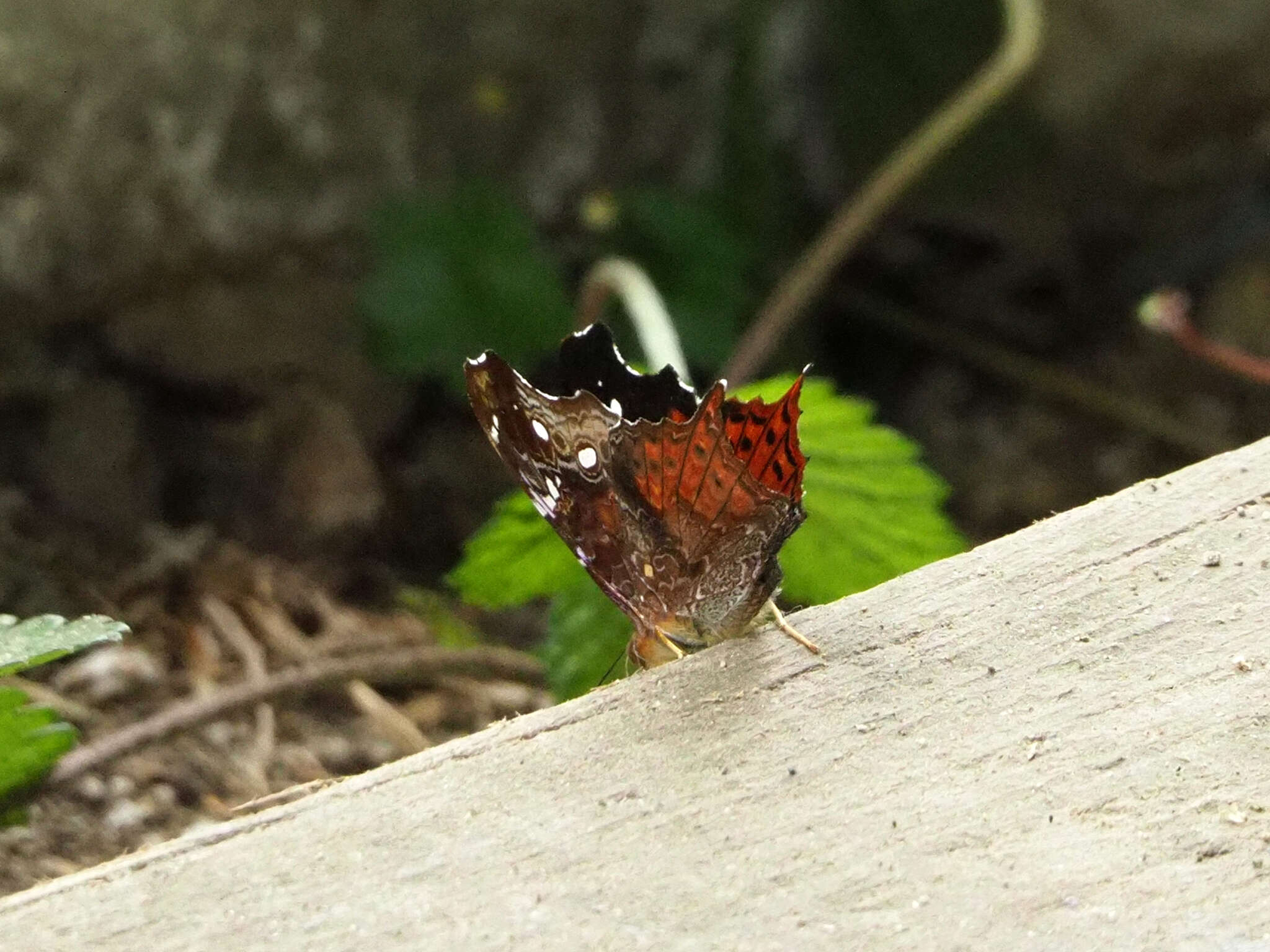 Image of Hypanartia kefersteini Doubleday (1847)