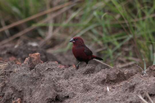 Image of Black-bellied Firefinch