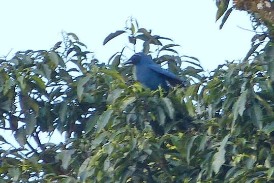 Image of Black-throated Jay