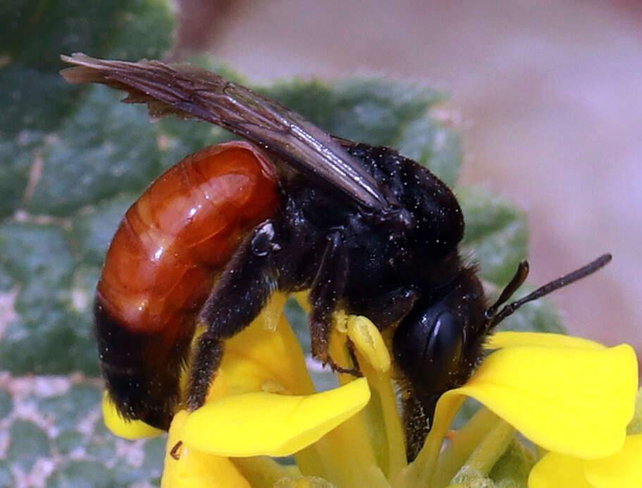 Image of Andrena prima Casad 1896