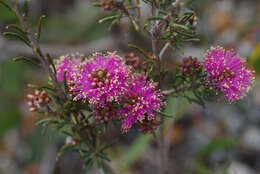 Image de Melaleuca parviceps Lindl.