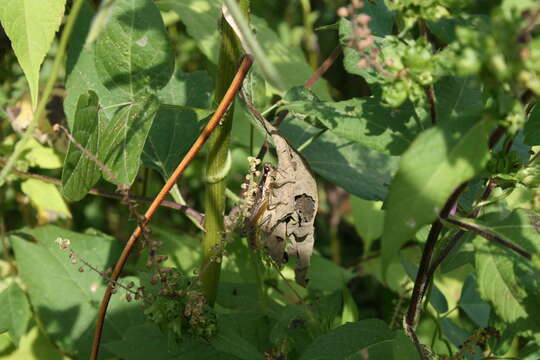 Image of Olive-green Swamp Grasshopper