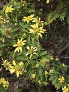 Lecocarpus darwinii H. Adsersen resmi