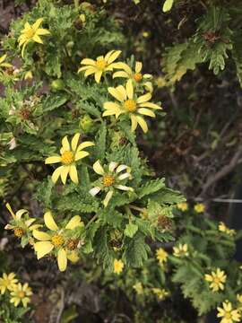 Lecocarpus darwinii H. Adsersen resmi