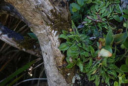 Image of Plantago triandra Bergg.