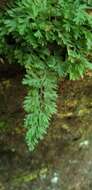 Image of Appalachian Fern