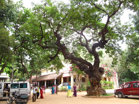 Image of mahua