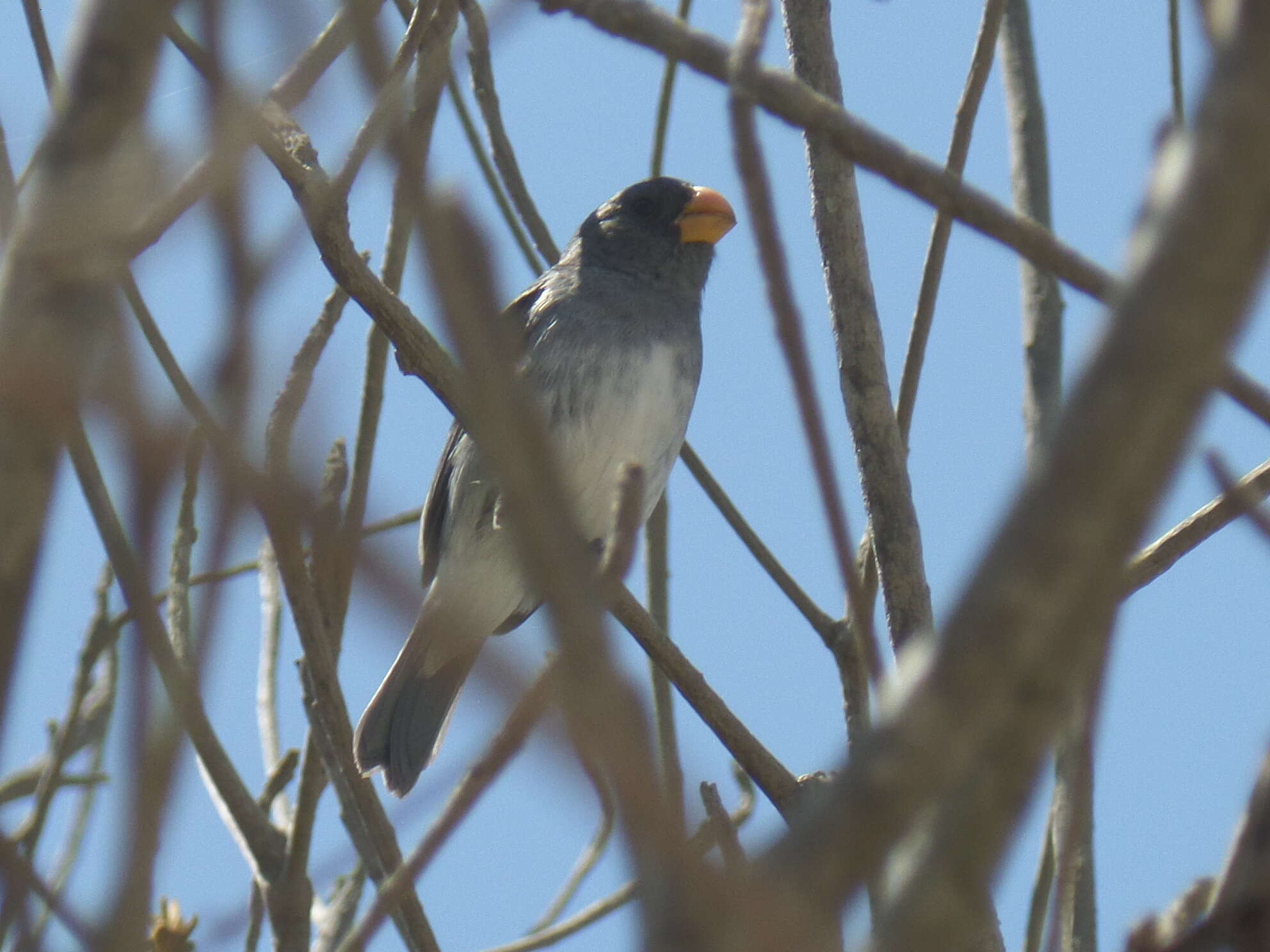 Image of Gray Seedeater