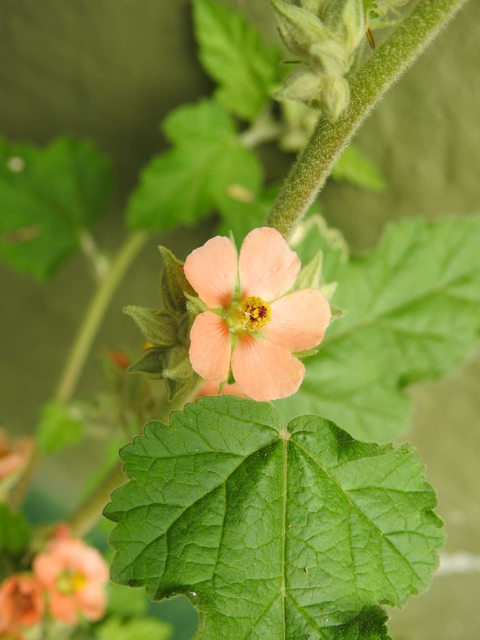 Image of Latin globemallow