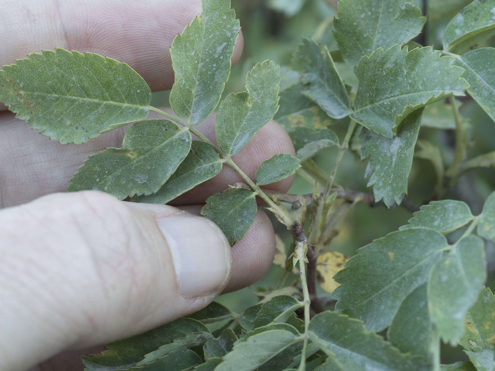 Image de Rosa woodsii var. ultramontana (S. Wats.) Jeps.